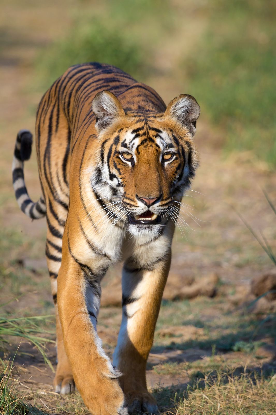 Hotels in CORBETT