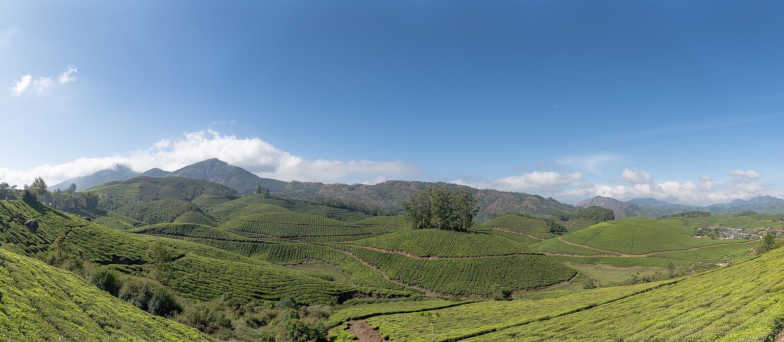 Hotels in Munnar