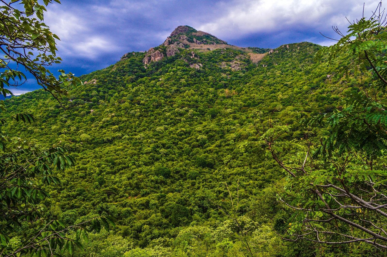Hotels in Yercaud
