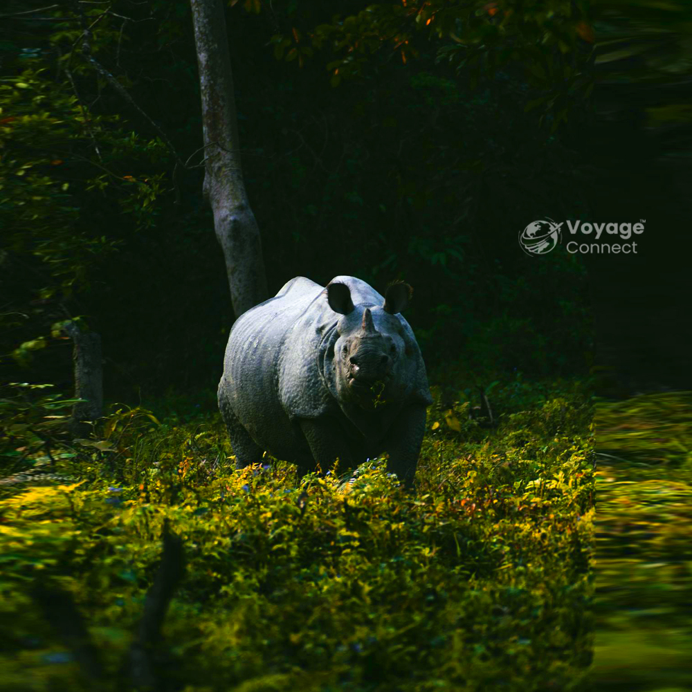 Assam